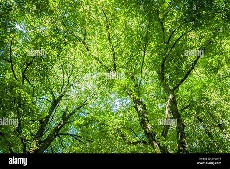 Tree Canopy Hi Res Stock Photography And Images Alamy