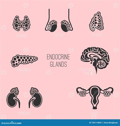 Endocrine Glands Image Stock Vector Illustration Of Reproductive