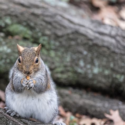 Free Images Sweet Cute Wildlife Fur Fluffy Mammal Squirrel Eat