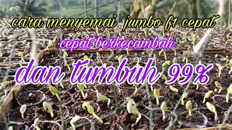 Cara Menyemai Jumbo F Cepat Berkecambah Dan Tumbuh Youtube