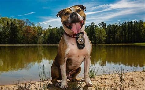 Pit bull resgatado se transforma em detetive e vira herói no Canadá