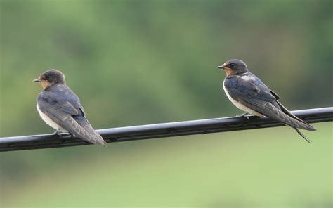 Hirondelle Rustique Hirundo Rustica Le Jardin Des Oiseaux