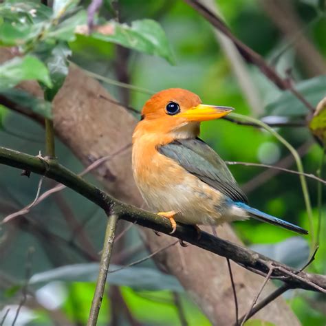 Yellow Billed Kingfisher Image ID 52850