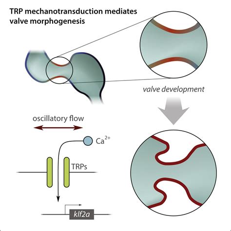 Oscillatory Flow Modulates Mechanosensitive Klf2a Expression Through