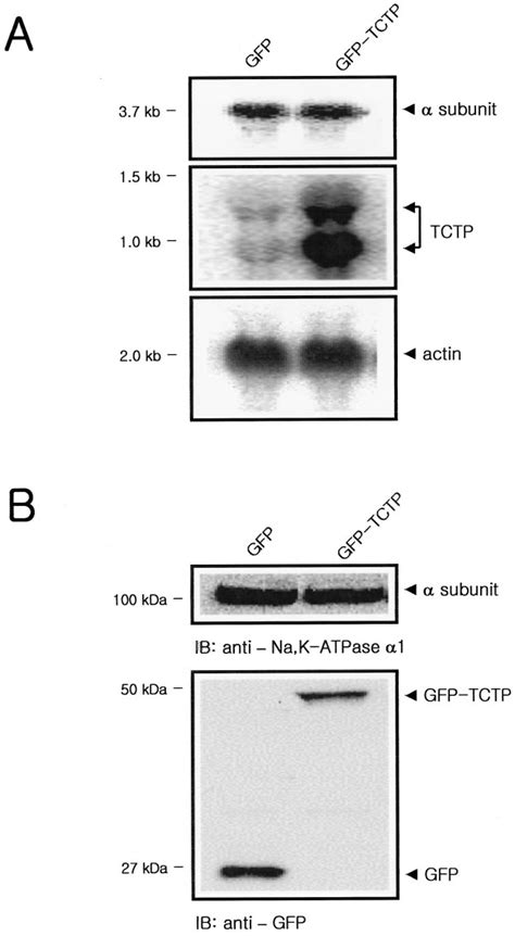 Effect Of Tctp On Na K Atpase Mrna And Protein Synthesis A Total Rna