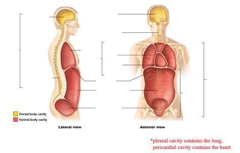 Lesson Major Body Cavities Diagram Quizlet