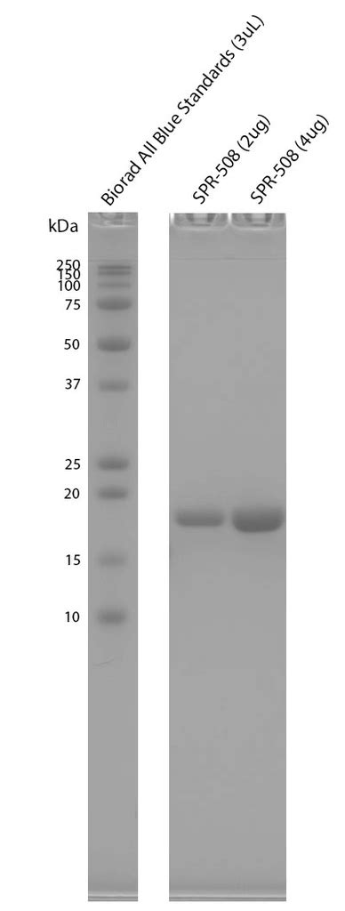 Alpha Synuclein Biotinylated C Terminus Pre Formed Fibrils Spr