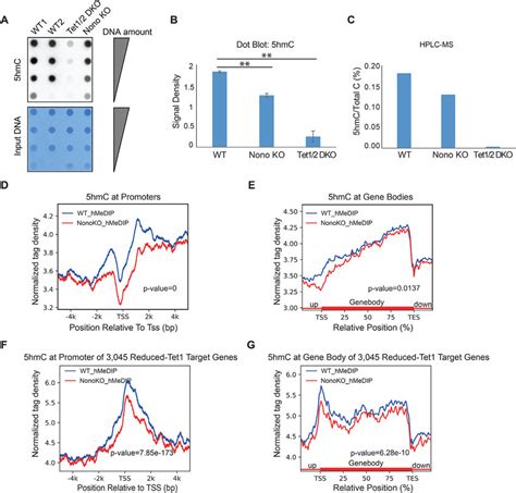 Nono Deletion Leads To A Genome Wide Reduction Of Hmc Levels A Hmc