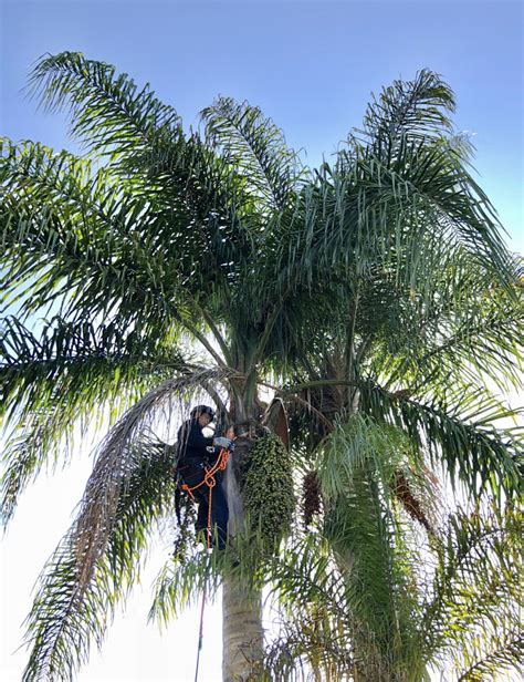 Palm Pruning - TreeCareLA