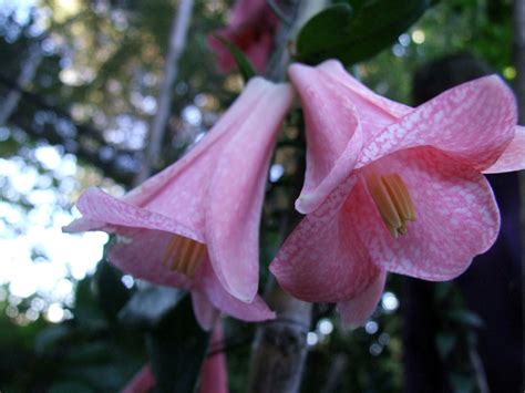 Lapageria Rosea Philesiaceae