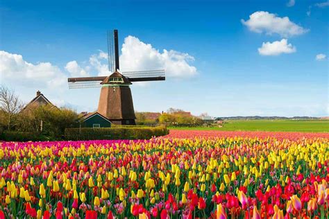 48 Stunning Tulip Fields Photos That Will Inspire You