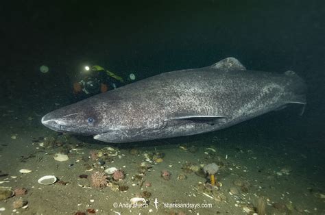 Greenland Shark Somniosus Microcephalus