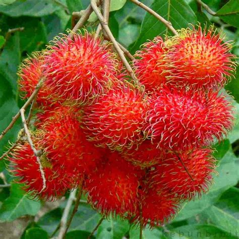 Grafted Rambutan The Perfect Blend Of Flavor And Beauty Shopee