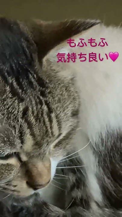 もふもふで気持ち良い🩷 ショート Cat ねこのいるくらし 猫のいる暮らし Youtube