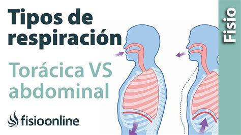 La Mecánica Respiratoria La Respiración Torácica Versus Respiración Diafragmática Fisioonline