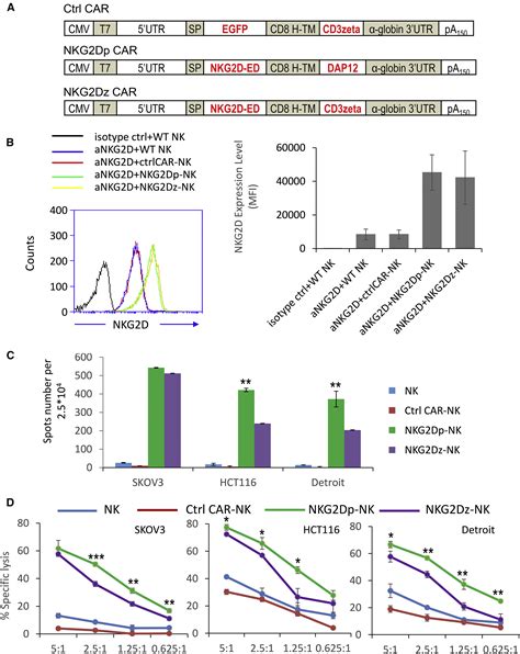 Adoptive Transfer Of Nkg2d Car Mrna Engineered Natural Killer Cells In