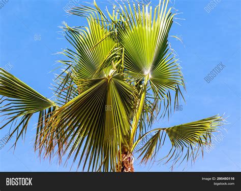 Borassus Flabellifer Image And Photo Free Trial Bigstock