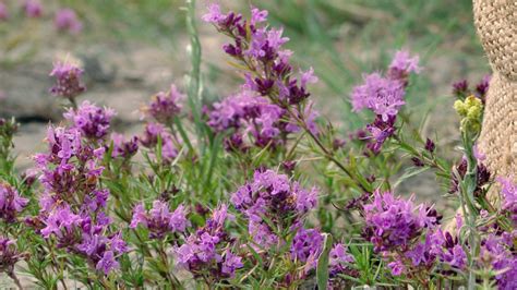 15 Varieties of Thyme For Your Garden