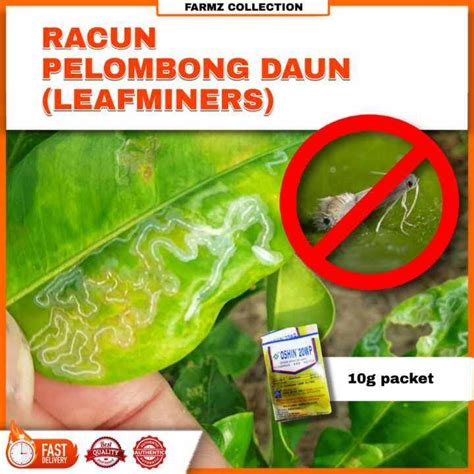 Racun Pelombong Daun Liriomyza Sp Leafminers Racun Serangga