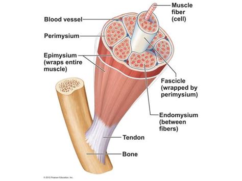 Ch 6 Muscular System Lab Quiz Study Practice Connective Tissue