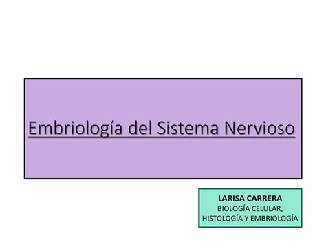 Embriolog A Del Sistema Nervioso Mirko Bangert Furlan Udocz