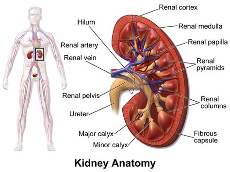 Renal Medulla | Definition, Function & Structure - Lesson | Study.com