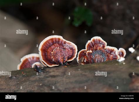 Hongos Que Crecen En El Tronco De Rbol Fotograf A De Stock Alamy