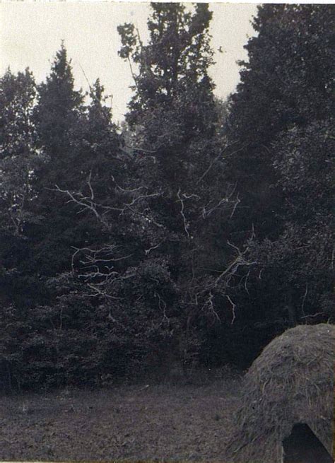 1928. Альбом «Русский Северный лес» З.З.Виноградова. Часть 3: humus ...