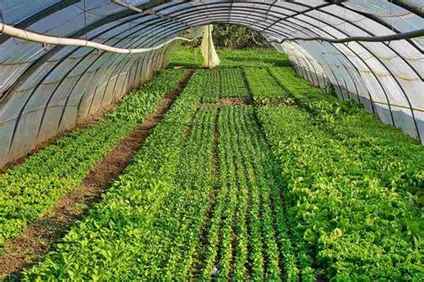 Top 30 Vegetables To Grow In A Greenhouse Gardening Tips