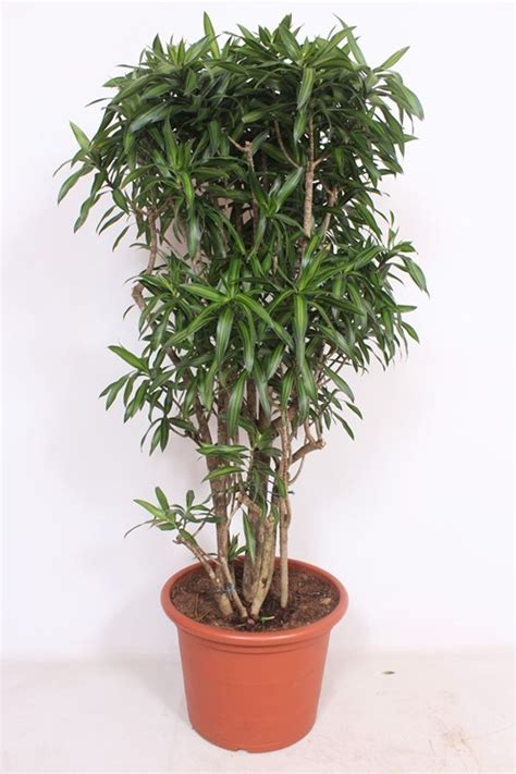 Dracaena Reflexa Song Of Jamaica Plant Wholesale Floraccess