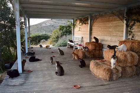 Cat Sanctuary Seeks Caretaker To Live On A Beautiful Greek Island With