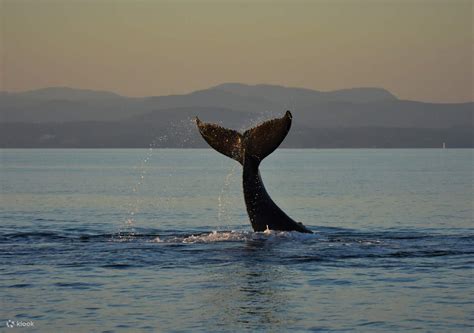 Sunset Whale Watching Cruise from Victoria - Klook