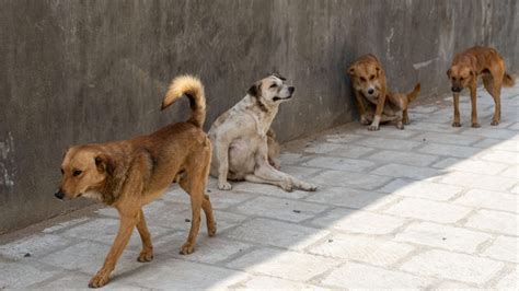 Exige Pan Comparecencia De Acosta Por Matanza De Perros En Xochimilco