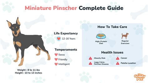 How Much Should My 4 Month Old Miniature Pinscher Puppy Weigh