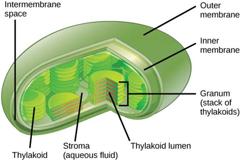 Chapter Photosynthesis Introduction To Molecular And Cell Biology