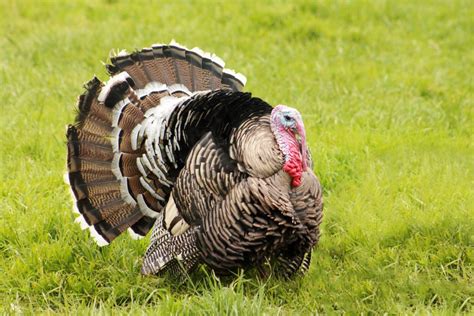 Find a New Feathered Friend: 10 Turkey Breeds to Know and Love | Chickens And More