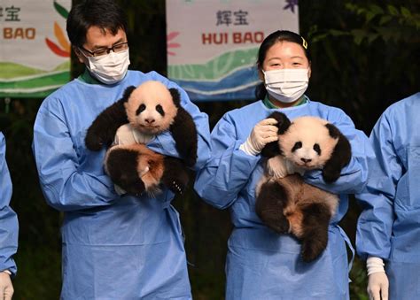 韩出生的大熊猫双胞胎取名 “睿宝””辉宝” 国际 国际拼盘