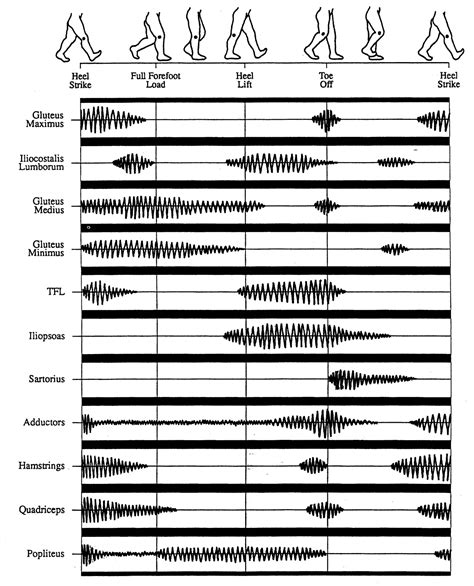 Gait Cycle Muscle Activity