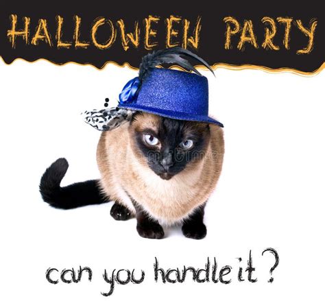 Halloween Party Banner Funny Edgy Jumpy Siamese Hilarious Cat Stock ...