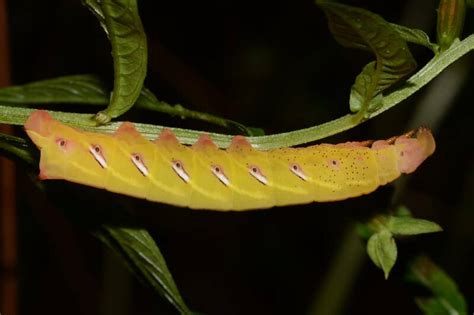 Eumorpha Fasciatus Sphingidae Of The United States Of America