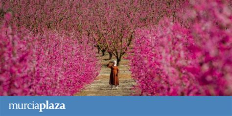 El gran secreto de la floración de Cieza el trabajo laborioso de las