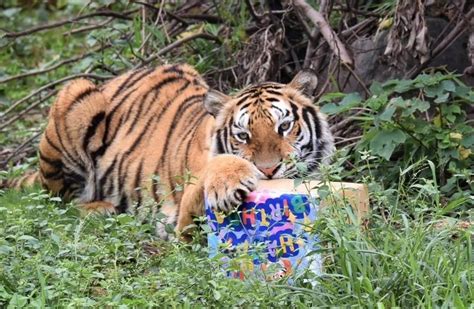 竹市動物園借展孟加拉虎過生日 享用血水冰蛋糕 生活 中央社 Cna