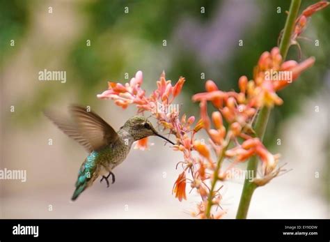 Hummingbird & Flower Stock Photo - Alamy