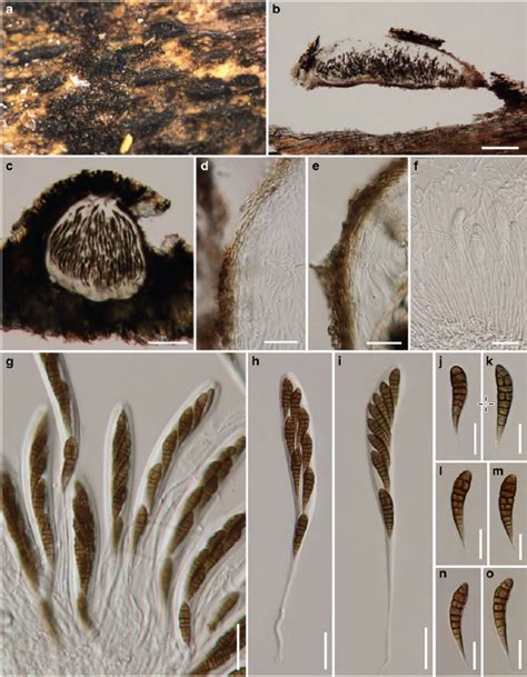 Brunneoclavispora Bambusae Facesoffungi Number Fof Faces Of