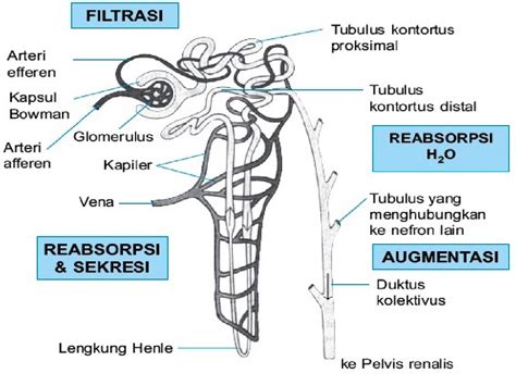 Gambar Nefron Ginjal Dan Bagian-Bagiannya : Struktur Nefron Dan Bagian ...