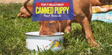 Top 7 Best Canned Puppy Food Brands in 2017 (for small and large dogs)