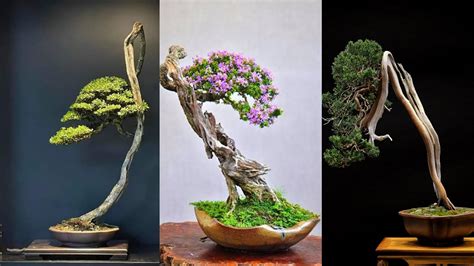 50 Inspirasi Gaya Bonsai Bunjin Terbaik YouTube