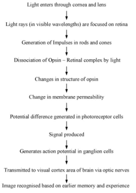 Cbse Class 5 Science Sense Organs Worksheet