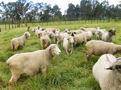 Habilidades Para Enfrentar Los Desaf Os De La Cr A De Ganado Caprino