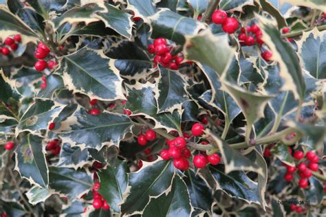 Herken de boomsoort NL: Hulst; Latin: Ilex aquifolium; UK: Holly; GE ...